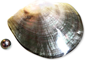 真珠と真珠貝の種類 | ADVICE | 北村真珠養殖株式会社