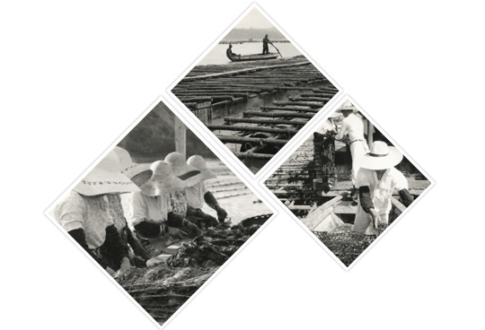 日本真珠養殖と北村真珠の歴史・イメージその2