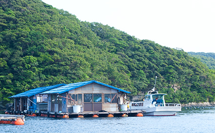 真珠養殖が行われる対馬湾の様子2