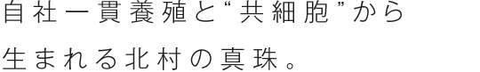 自社一貫養殖と“共細胞”から生まれる北村の真珠。