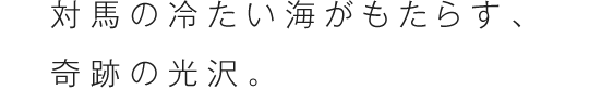 対馬の冷たい海がもたらす、奇跡の光沢。